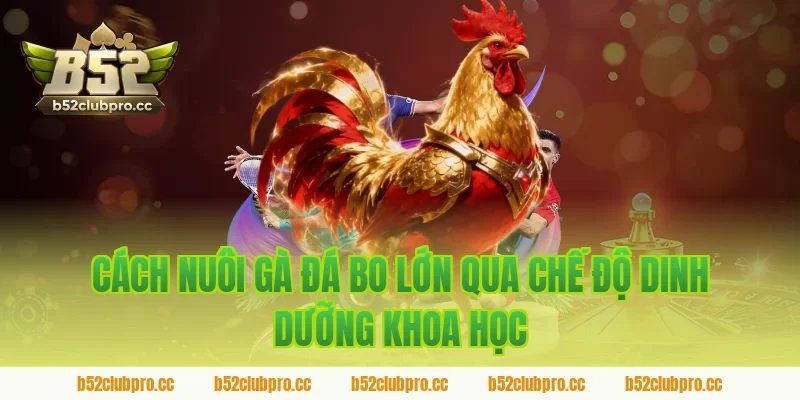 Cách Nuôi Gà Đá Bo Lớn Qua Chế Độ Dinh Dưỡng Khoa Học Dành Cho Sư Kê B52