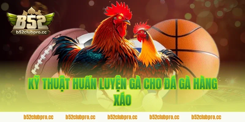 Kỹ thuật huấn luyện gà cho đá gà hàng xáo B52